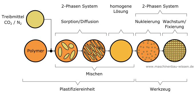 Zellen nukleieren - MuCell-Verfahren